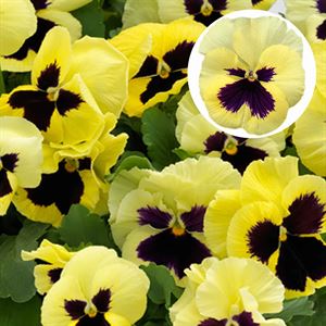 Afbeelding van Viola P9 Grootbloemig Lemon blotch